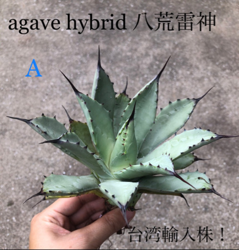 アガベハイブリッド 八荒雷神 台湾輸入株 B