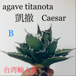 【ネット決済・配送可】アガベチタノタ シーザーCaesar 台湾...