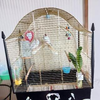 シルバー文鳥のペア