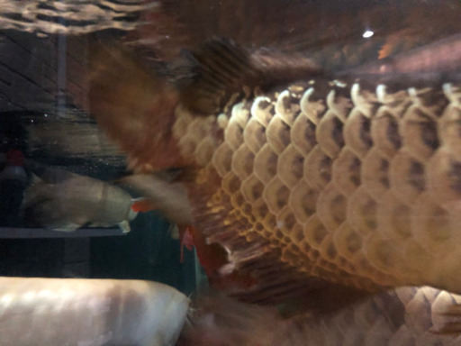熱帯魚