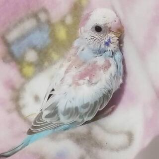 セキセイインコ 広告の無料掲載 ジモティー