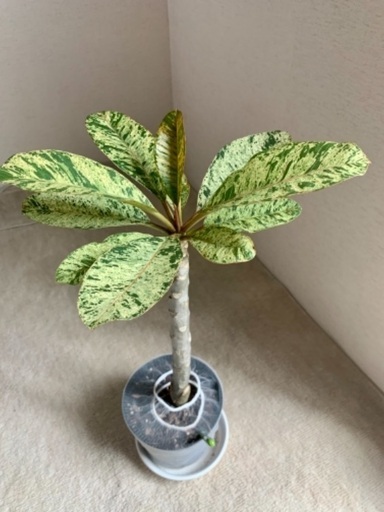 プルメリア　斑入り　観葉植物
