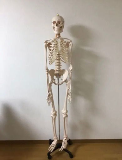 [交渉中]がいこつ　人体骨格模型