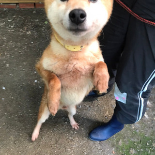 人懐っこい柴犬　りゅうくん