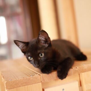 【トライアル決定】　鼻筋の通った黒猫美人（2ヶ月半～3ヶ月） - 大阪市