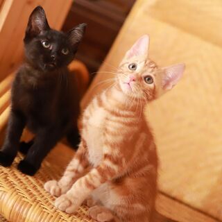 【トライアル決定】　鼻筋の通った黒猫美人（2ヶ月半～3ヶ月） - 猫