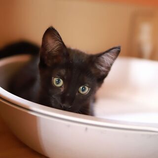 【トライアル決定】　鼻筋の通った黒猫美人（2ヶ月半～3ヶ月） − 大阪府
