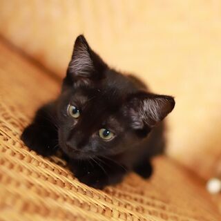 【トライアル決定】　鼻筋の通った黒猫美人（2ヶ月半～3ヶ月） - 里親募集