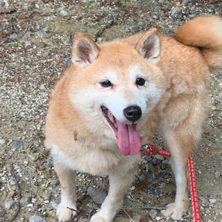 甘えん坊の柴犬　ゆめちゃん