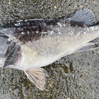 明日釣り行ける方募集