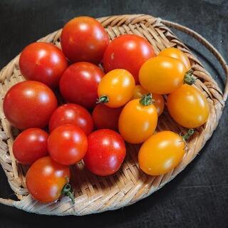 有機栽培 トマト ミックス 500g 150円