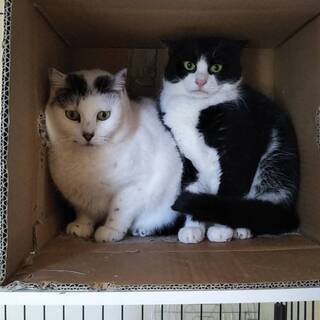 5才黒白八割れメス猫  − 神奈川県