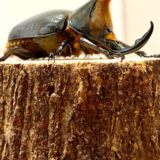 サタンオオカブト♂①【完売御礼】