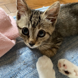 急募！！保護子猫里親募集中 ！飼い主不在確認済み