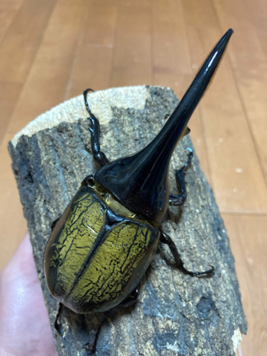 完売】ヘラクレス.ヘラクレス ペア 未使用 wanderingminstrel.ca