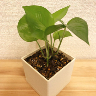 観葉植物　ポトス・パーフェクトグリーン　21cm　正方形の3号鉢...