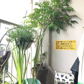 差し上げます　観葉植物　鉢付き