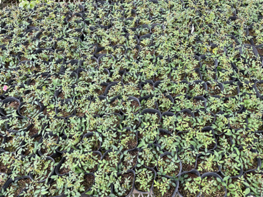 つるバラ舞姫挿し木苗 まー 豊川のその他の中古あげます 譲ります ジモティーで不用品の処分 つるバラ舞姫挿し木苗 まー 豊川のその他の中古あげます 譲ります ジモティーで不用品の処分