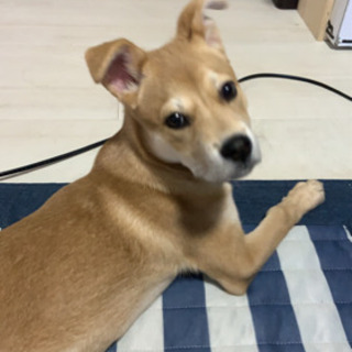 岡山県の犬の里親募集 ジモティー 岡山県の犬の里親募集 ジモティー