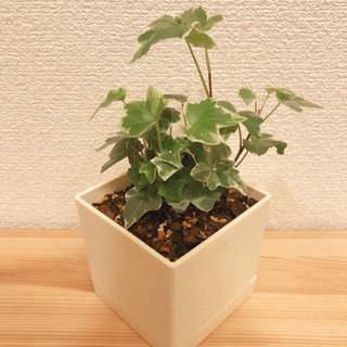 観葉植物　ヘデラ・ヘリックス（アイビー）　21cm　正方形の3号...