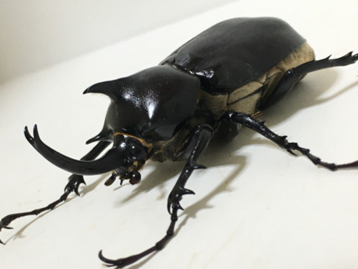 パチェコヒメゾウカブト ペア