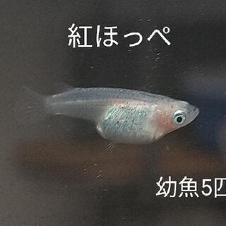 【ネット決済】紅ほっぺ(透明鱗)メダカ 幼魚 5匹