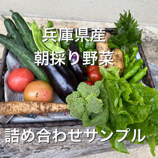 ワンコイン朝採り野菜　500円