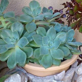 ☆多肉植物 エケベリア寄せ植え(花も咲きます) 【ビルベルギアヌ...