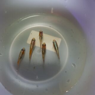 極上品、厳選 紅花魁 稚魚五匹！ 【公式通販】