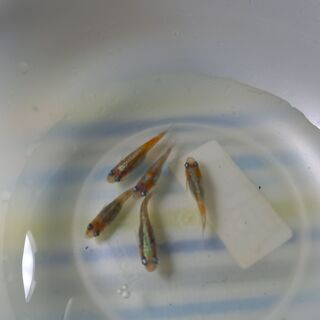 その他 極上品、厳選 紅花魁 稚魚五匹！