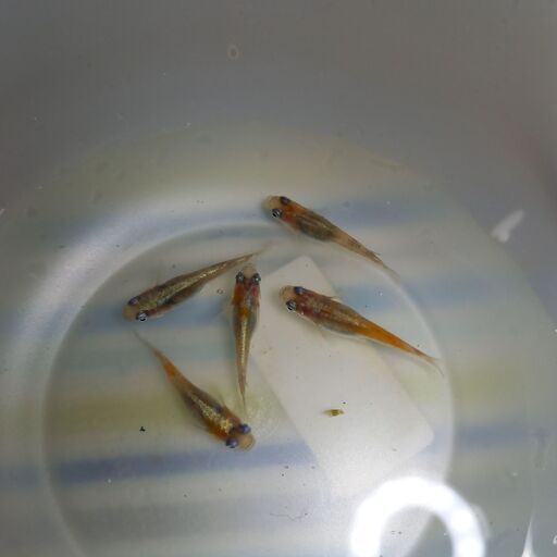 極上品、厳選 紅花魁 稚魚五匹！ 【公式通販】