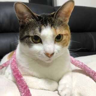 三毛猫　美人猫　3歳　