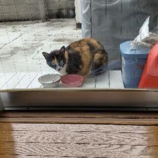 みんなで考えていく野良猫問題　（東京都足立区鹿浜）