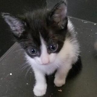 生後１ヶ月過ぎの子猫の里親さん募集 - 大津市
