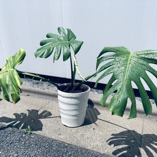 【ネット決済】育ち盛りのモンステラ鉢植え