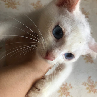 綺麗な白猫ちゃん - 品川区