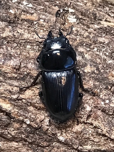 Paroshi オオクワガタ (久留米)♂78 ♀46 ペア (paroshi) 用賀のその他の中古あげます・譲ります|ジモティーで不用品の処分