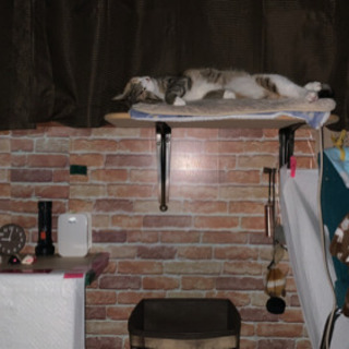 クモ膜下脳に水が溜まる病気になりました (きにゃこ) 三ツ境の猫の里親 
