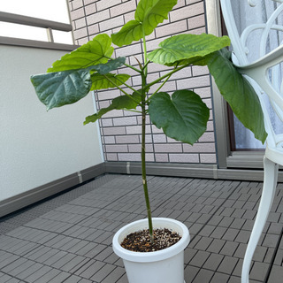 観葉植物　ウンベラータ８０cmくらい