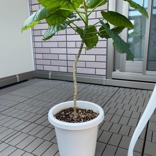 観葉植物　ウンベラータ70cm    