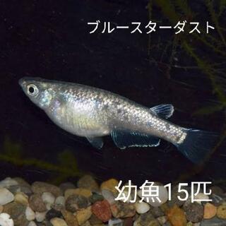 【ネット決済】ブルースターダスト(星河) 幼魚15匹