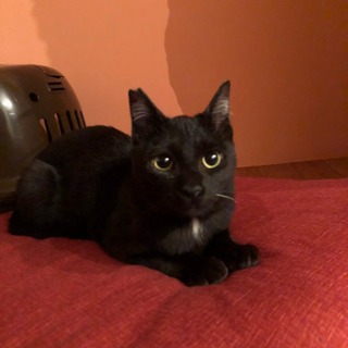 魅惑の黒猫シリーズ🐈‍⬛美しいベルベットの貴公子❣️