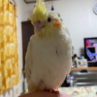 オカメインコ　ルチノーが迷子になりました - 助け合い