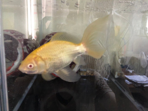 金魚 アルビノコメット1匹 ぶーー太郎 伊勢崎のその他の中古あげます 譲ります ジモティーで不用品の処分