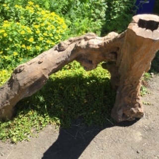 更に、熊剥製(3歳)値引きします！