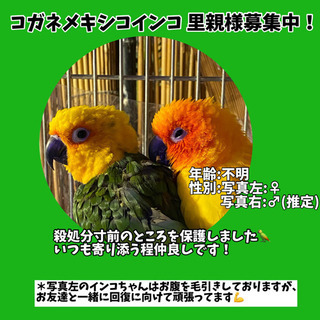 【コガネメキシコインコ 里親様募集中★】一生可愛がってくださる方...