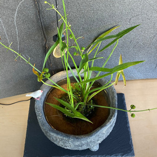 ☆杜のメダカ☆★メダカ飼育にオススメ。詫び草のある生活★20センチ陶器