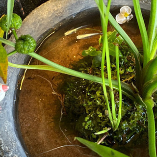 ☆杜のメダカ☆★メダカ飼育にオススメ。詫び草のある生活★20センチ陶器