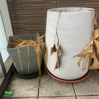 【ネット決済・配送可】観葉植物　植木鉢