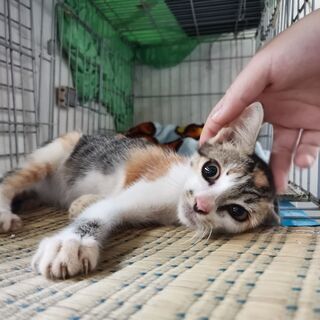 山で捨てられていた子猫の兄妹、里親募集 - 猫